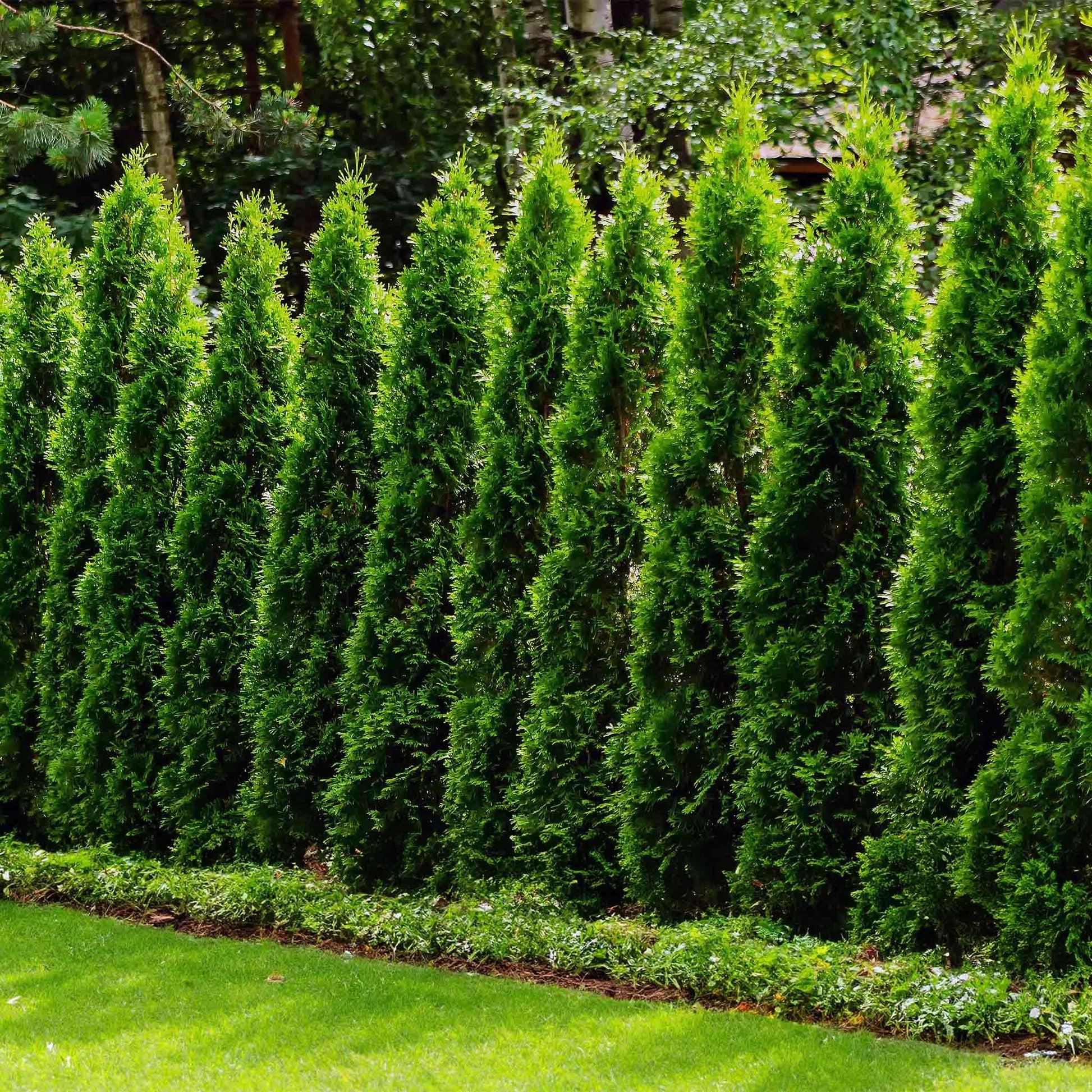 Thuja Plicata 'junior Giant' - View 15 from www redcrocus com