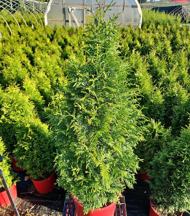 Thuja Plicata 'junior Giant' - View 17 from www redcrocus com