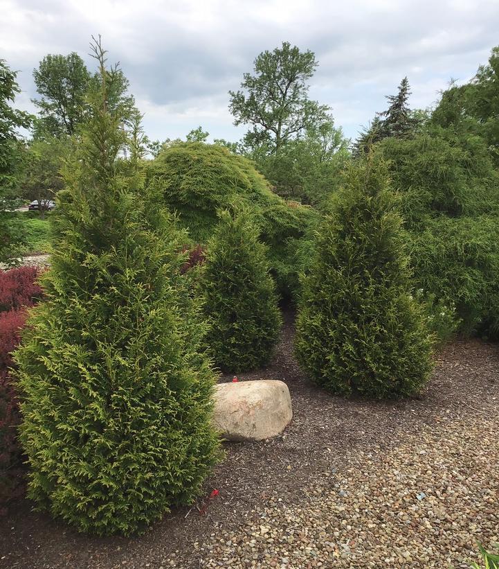 Thuja Plicata 'junior Giant' - View 1 from www redcrocus com