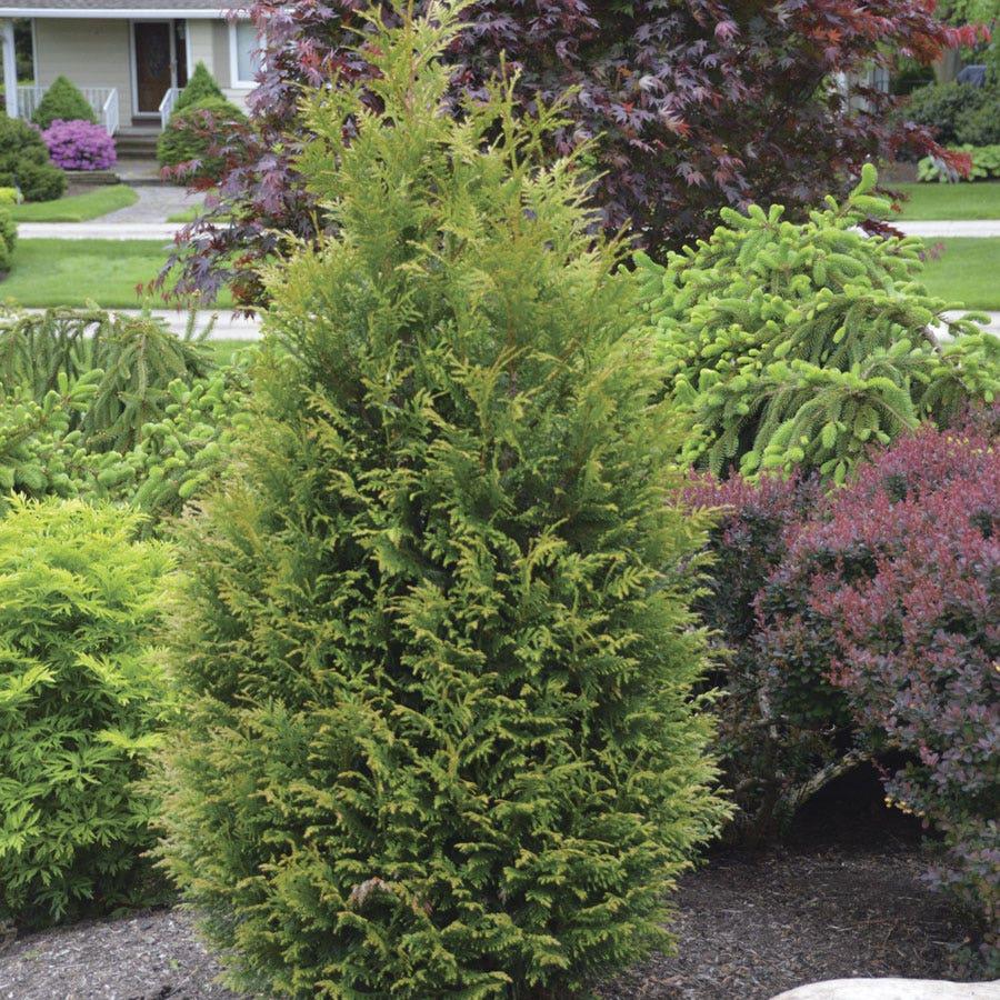 Thuja Plicata 'junior Giant' - View 3 from www redcrocus com