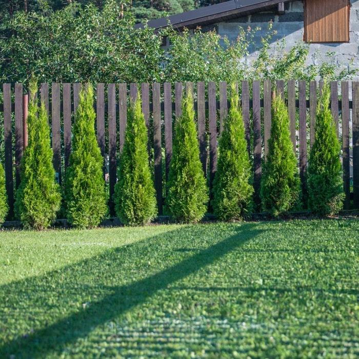 Thuja Plicata 'junior Giant' - View 8 from www redcrocus com