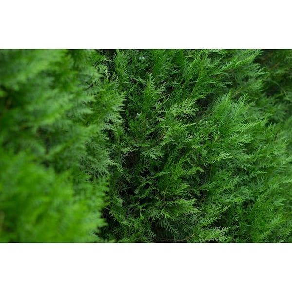 Thuja Plicata 'northern Spire' - View 10 from www redcrocus com