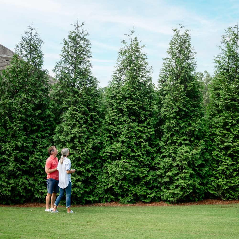 Thuja Plicata 'northern Spire' - View 18 from www redcrocus com