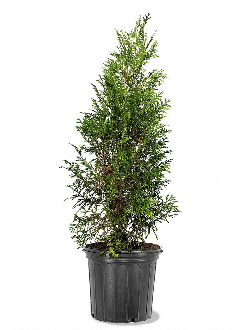 Thuja Plicata 'northern Spire' - View 19 from www redcrocus com