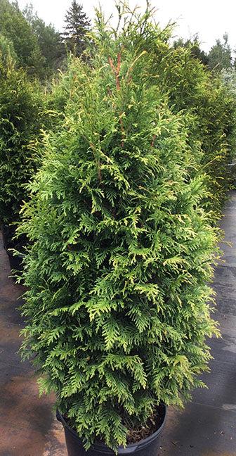Thuja Plicata 'northern Spire' - View 9 from www redcrocus com