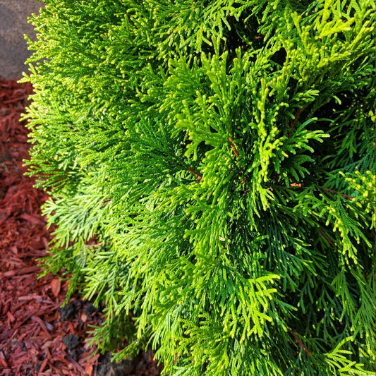 Thuja Occidentalis Emerald Green Star - View 1 from www redcrocus com