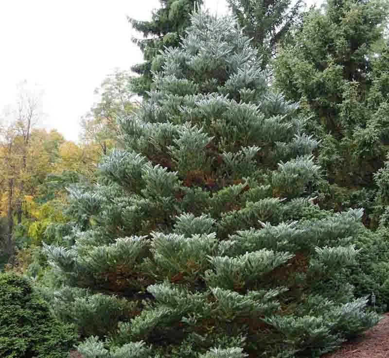 Abies Koreana 'silberlocke' - View 1 from www redcrocus com
