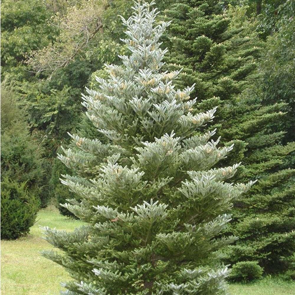 Abies Koreana 'silberlocke' - View 10 from www redcrocus com