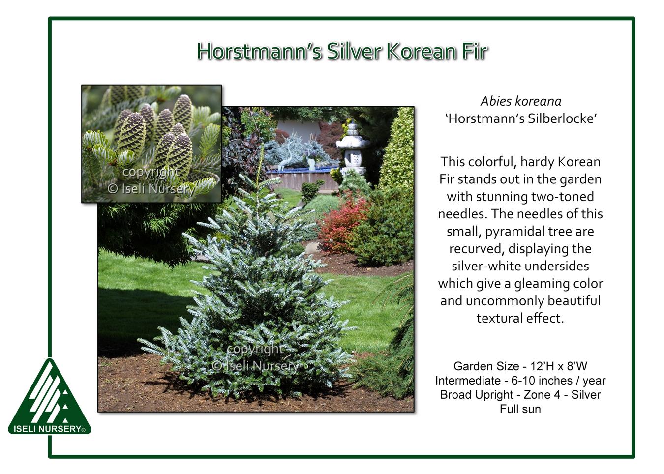 Abies Koreana 'silberlocke' - View 11 from www redcrocus com
