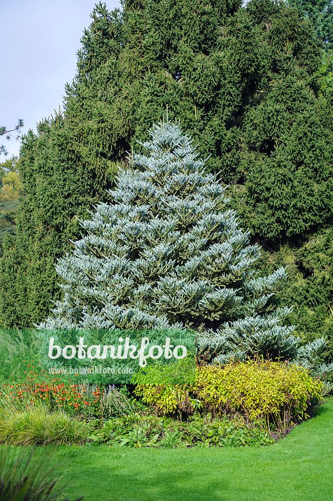 Abies Koreana 'silberlocke' - View 12 from www redcrocus com
