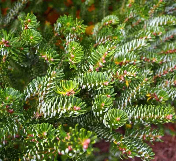 Abies Koreana 'silberlocke' - View 13 from www redcrocus com