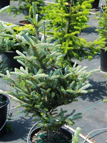 Abies Koreana 'silberlocke' - View 15 from www redcrocus com