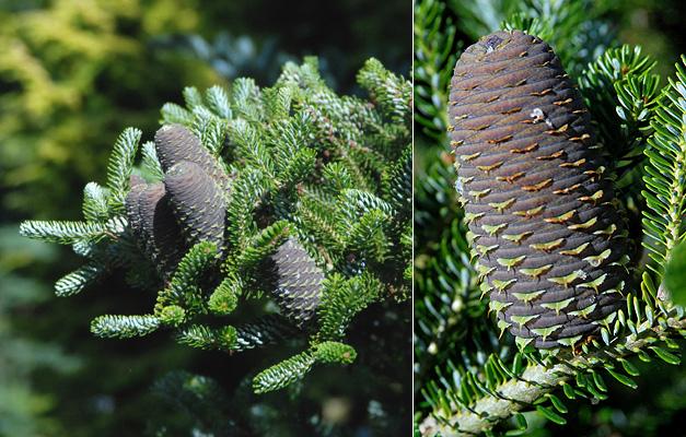 Abies Koreana 'silberlocke' - View 16 from www redcrocus com
