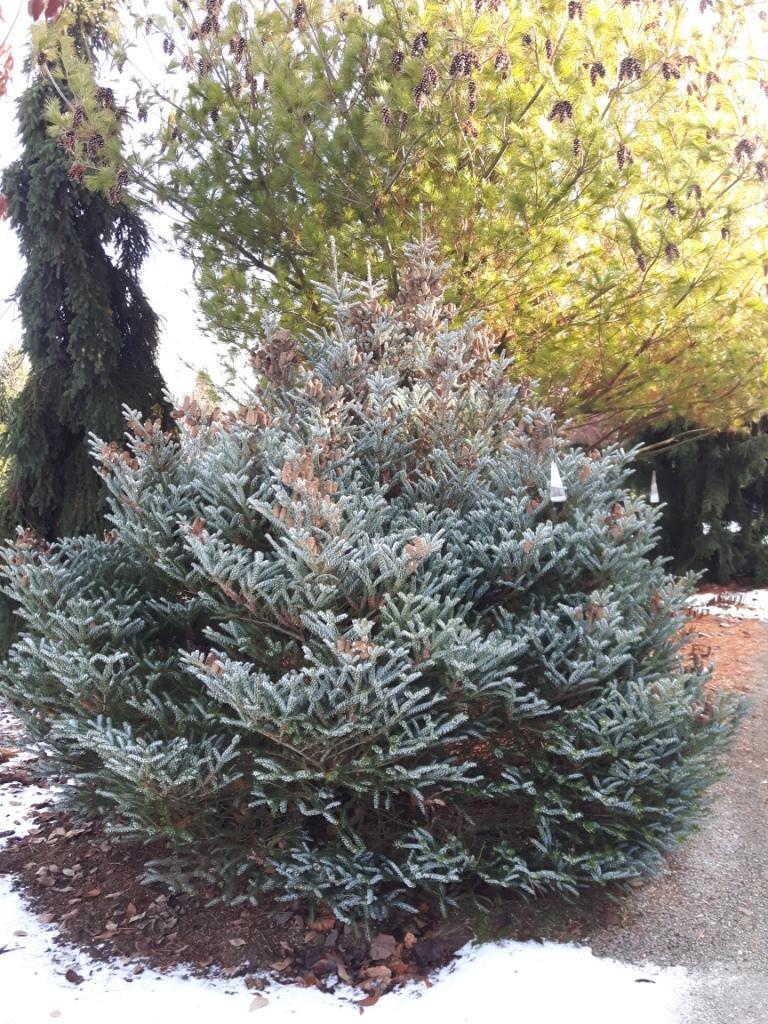 Abies Koreana 'silberlocke' - View 17 from www redcrocus com