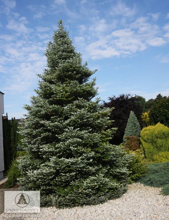 Abies Koreana 'silberlocke' - View 18 from www redcrocus com