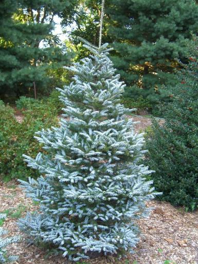 Abies Koreana 'silberlocke' - View 19 from www redcrocus com