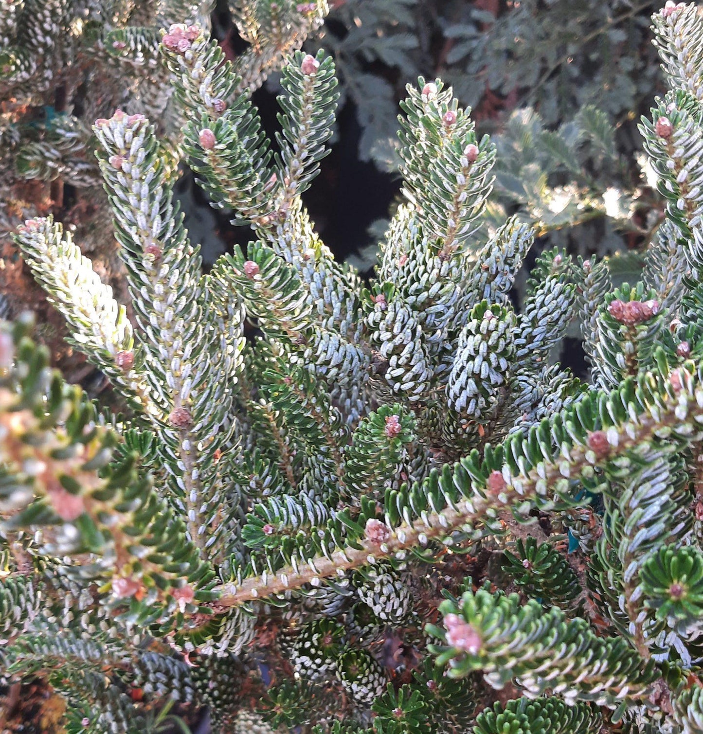 Abies Koreana 'silberlocke' - View 20 from www redcrocus com
