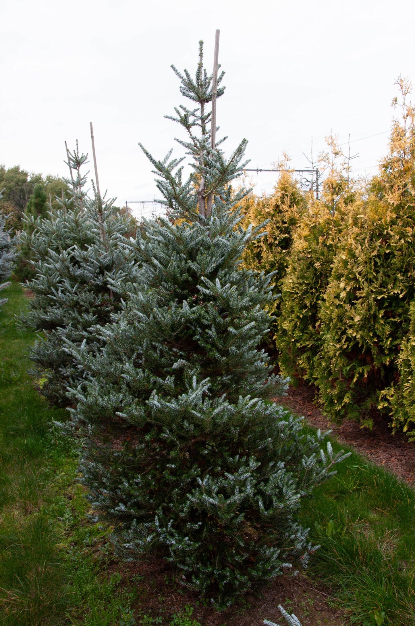 Abies Koreana 'silberlocke' - View 21 from www redcrocus com