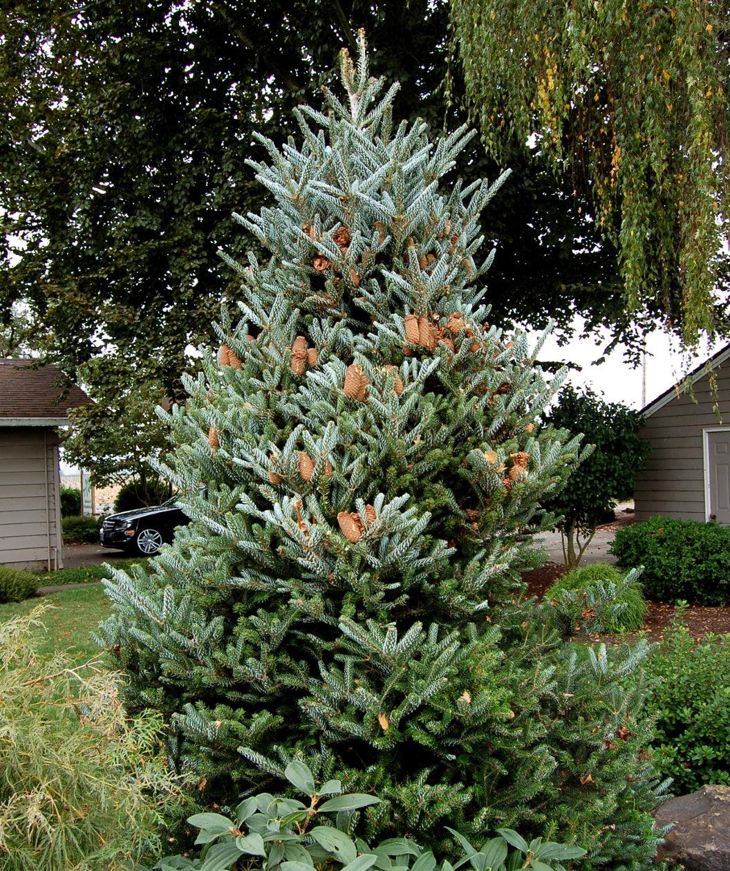 Abies Koreana 'silberlocke' - View 22 from www redcrocus com