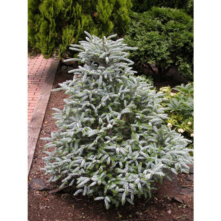 Abies Koreana 'silberlocke' - View 23 from www redcrocus com