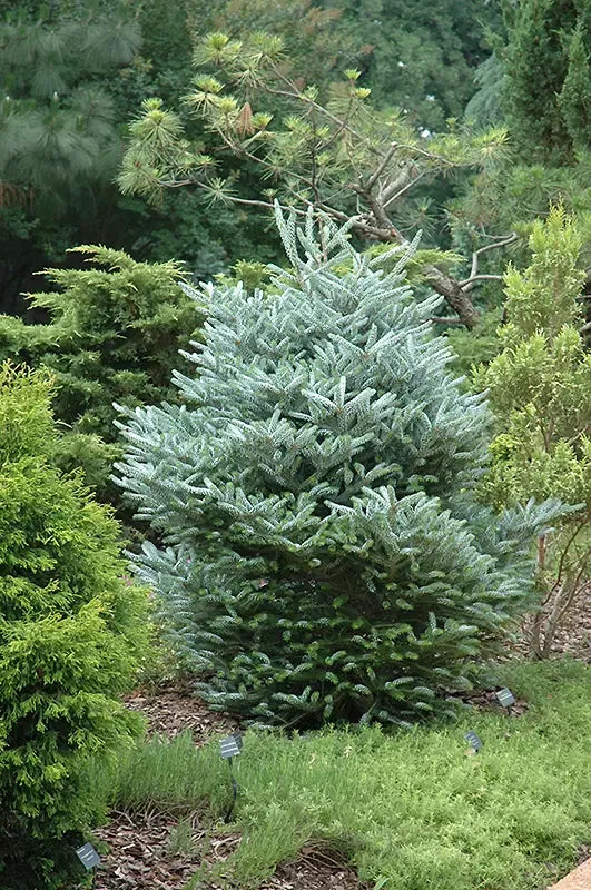 Abies Koreana 'silberlocke' - View 24 from www redcrocus com