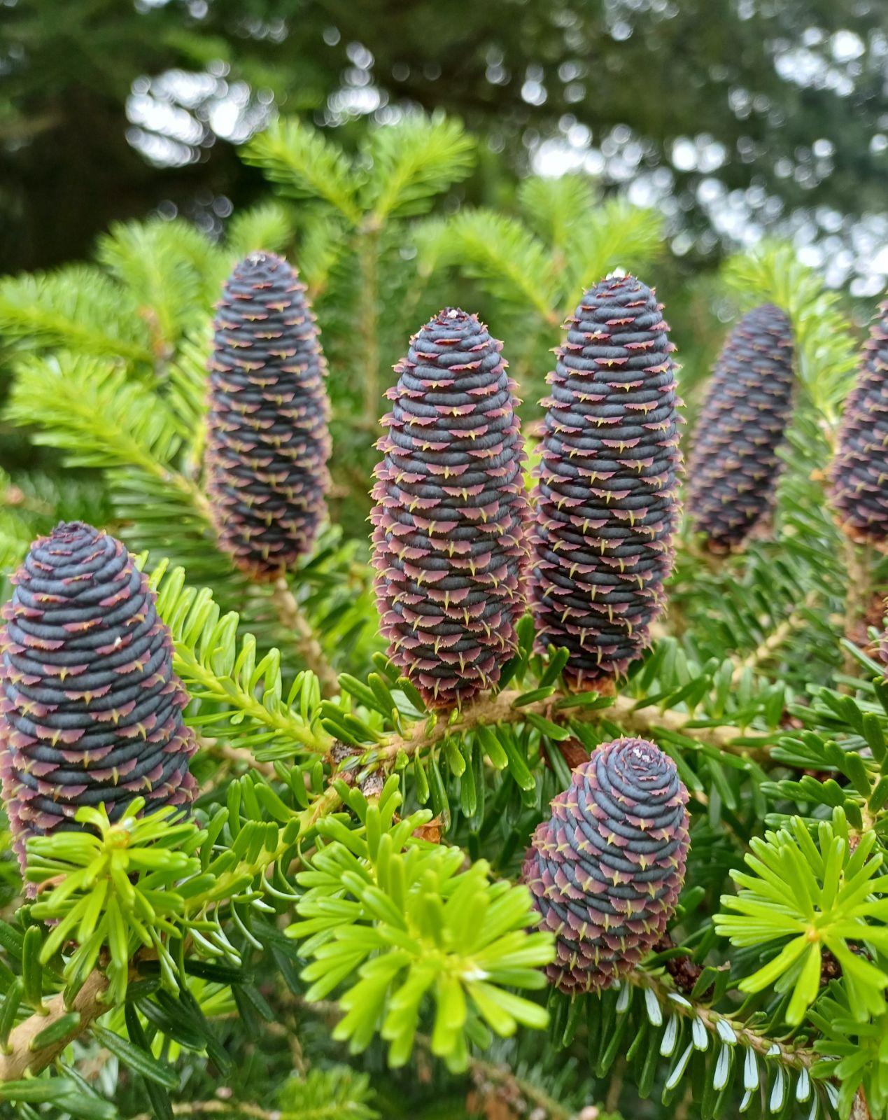 Abies Koreana 'silberlocke' - View 25 from www redcrocus com