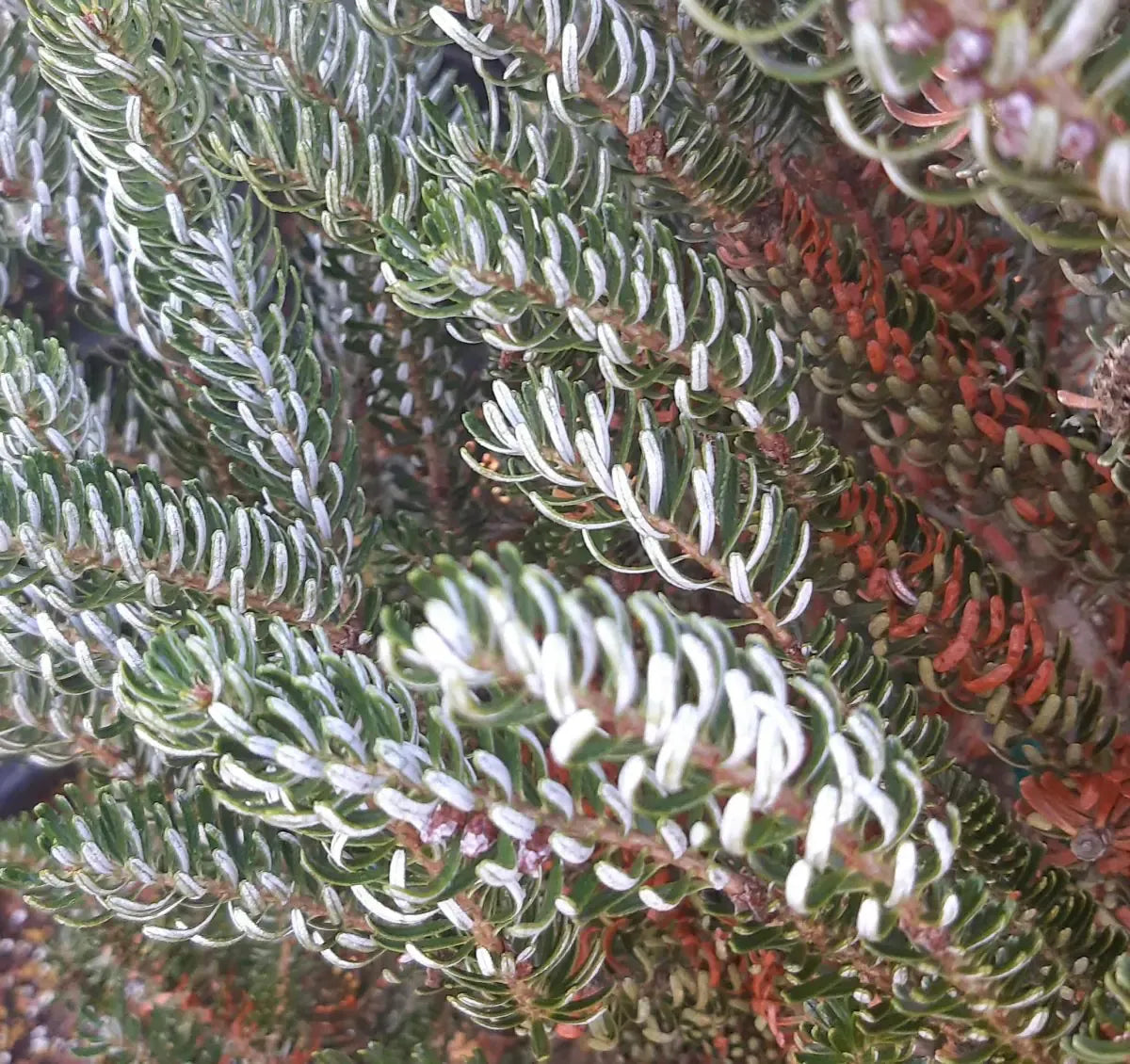 Abies Koreana 'silberlocke' - View 27 from www redcrocus com