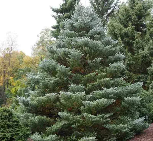 Abies Koreana 'silberlocke' - View 28 from www redcrocus com