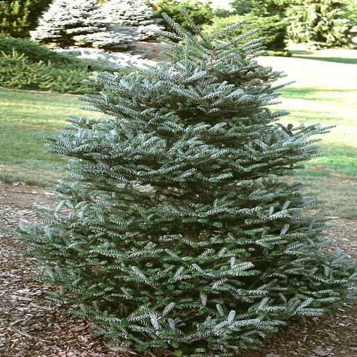 Abies Koreana 'silberlocke' - View 29 from www redcrocus com