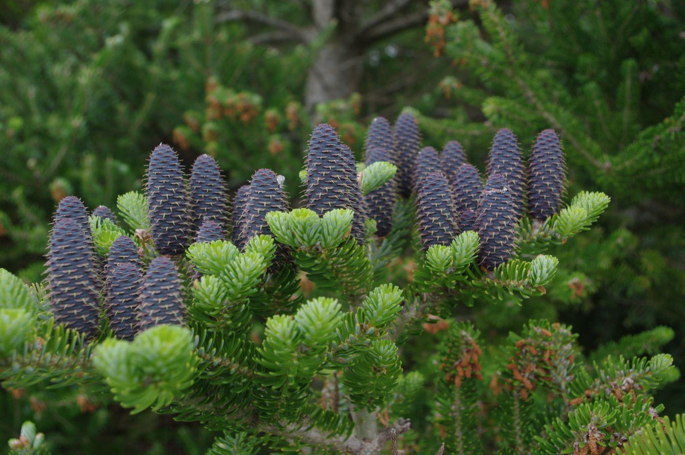 Abies Koreana 'silberlocke' - View 2 from www redcrocus com