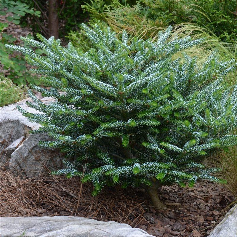 Abies Koreana 'silberlocke' - View 30 from www redcrocus com