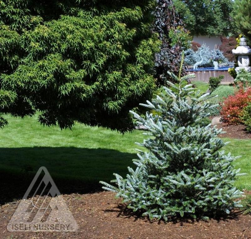 Abies Koreana 'silberlocke' - View 31 from www redcrocus com