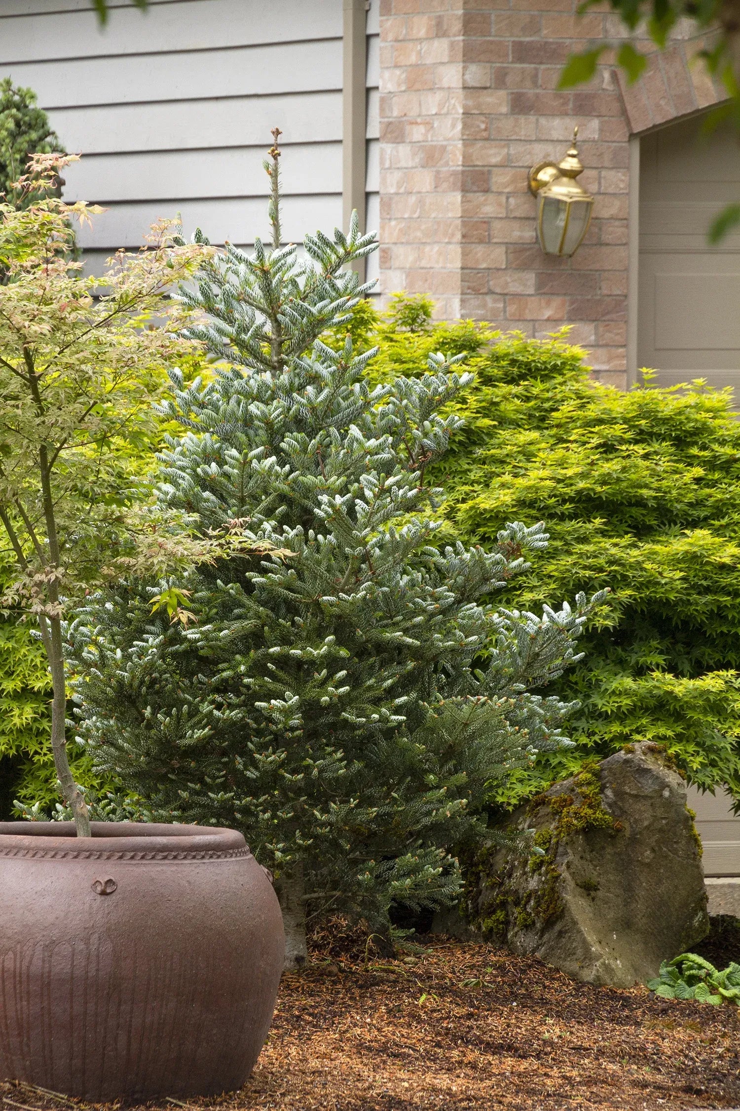 Abies Koreana 'silberlocke' - View 32 from www redcrocus com