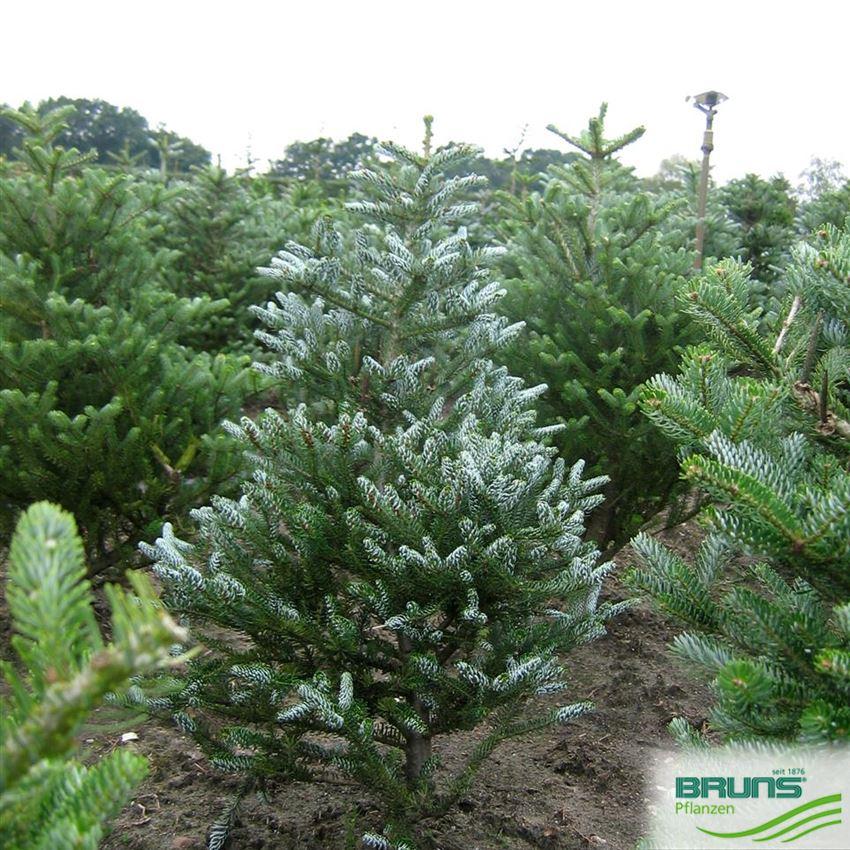 Abies Koreana 'silberlocke' - View 33 from www redcrocus com
