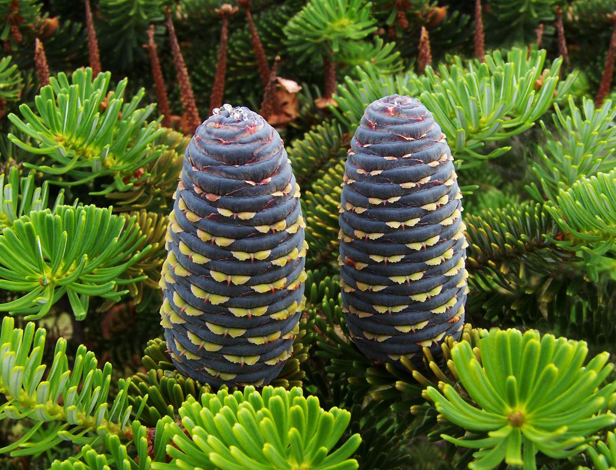 Abies Koreana 'silberlocke' - View 34 from www redcrocus com
