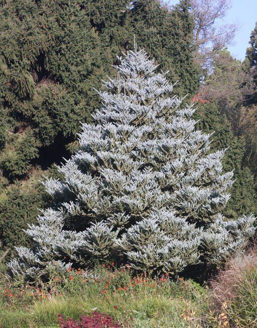 Abies Koreana 'silberlocke' - View 35 from www redcrocus com