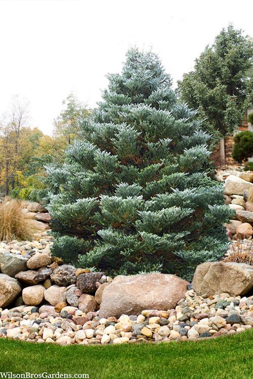 Abies Koreana 'silberlocke' - View 36 from www redcrocus com