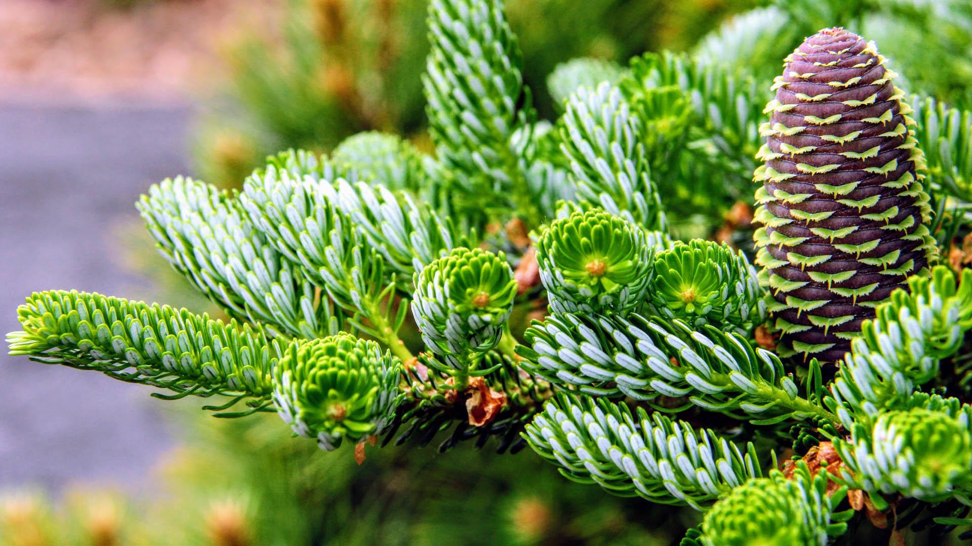Abies Koreana 'silberlocke' - View 3 from www redcrocus com