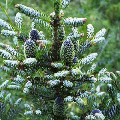 Abies Koreana 'silberlocke' - View 4 from www redcrocus com