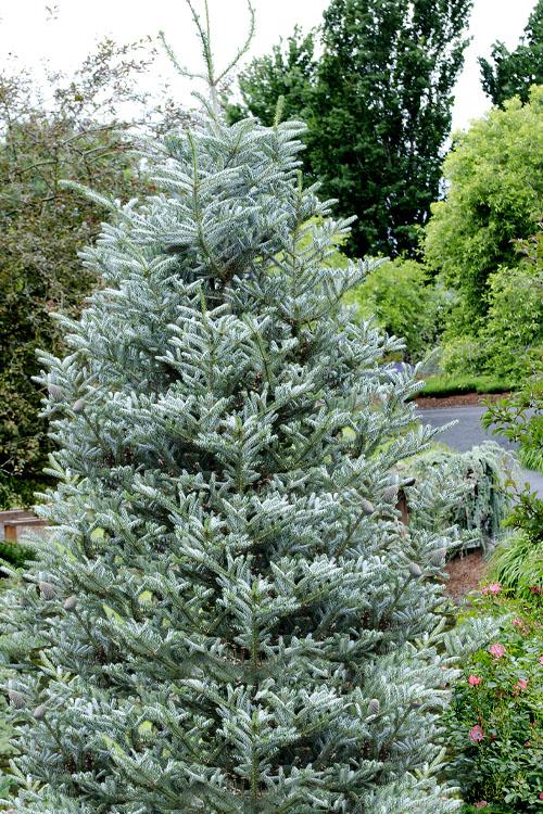 Abies Koreana 'silberlocke' - View 5 from www redcrocus com