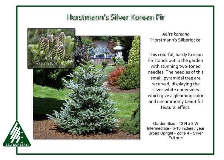 Abies Koreana 'silberlocke' - View 6 from www redcrocus com