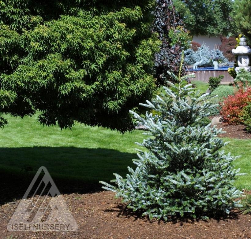 Abies Koreana 'silberlocke' - View 8 from www redcrocus com