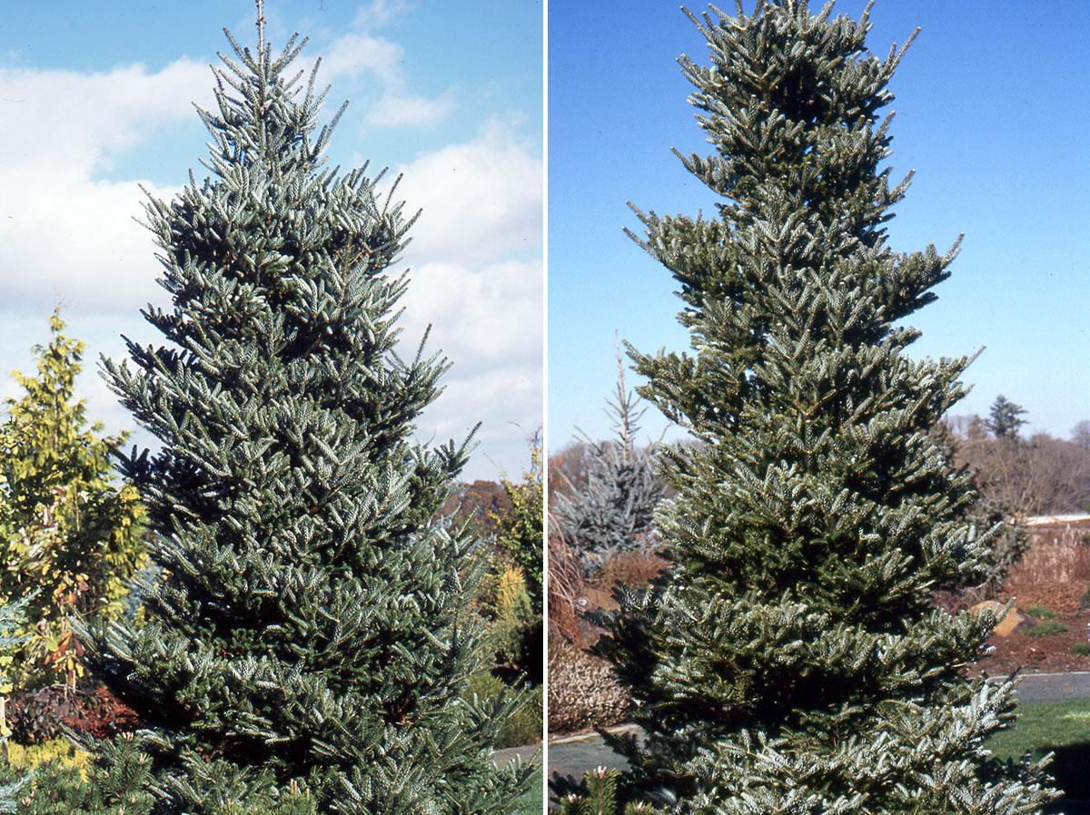 Abies Koreana 'silberlocke' - View 9 from www redcrocus com