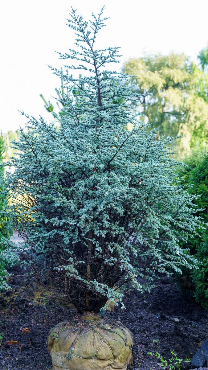 Cedrus Atlantica 'horstmann' - View 11 from www redcrocus com