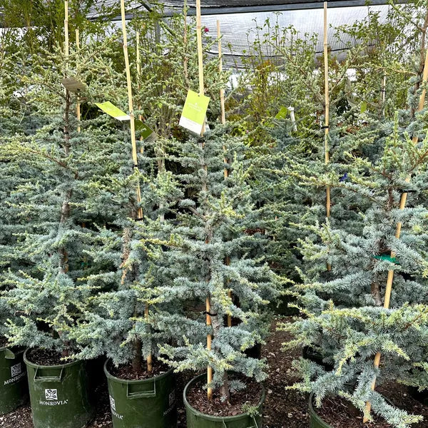 Cedrus Atlantica 'horstmann' - View 12 from www redcrocus com