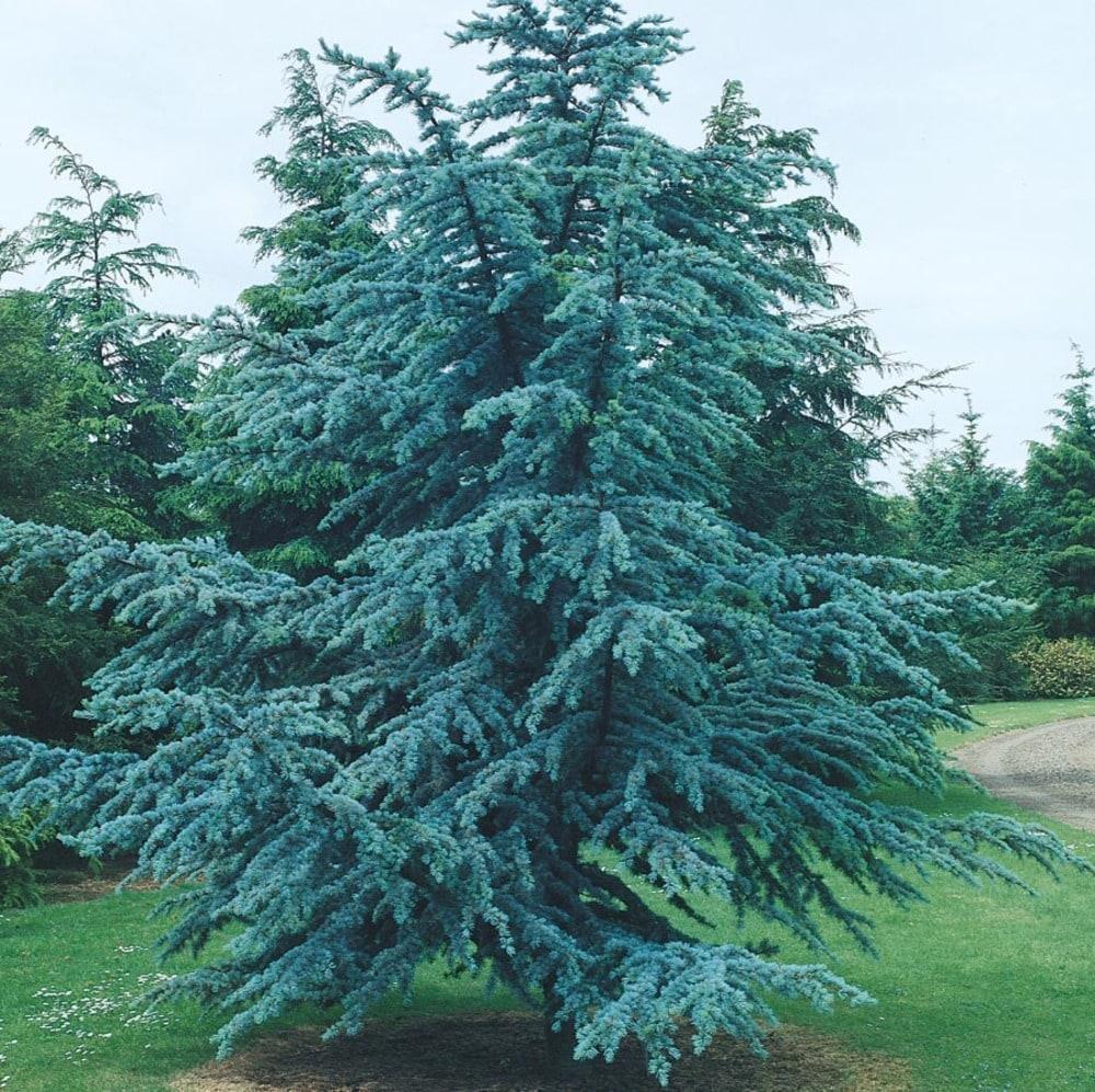 Cedrus Atlantica 'horstmann' - View 13 from www redcrocus com