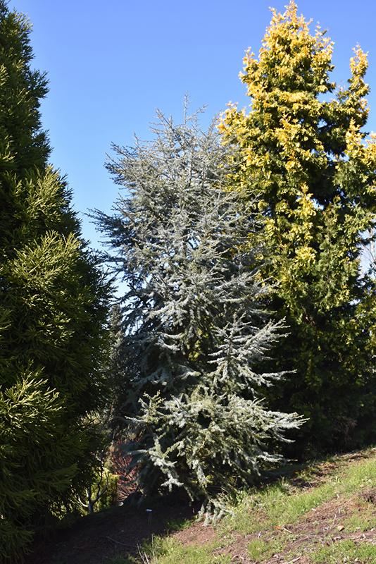 Cedrus Atlantica 'horstmann' - View 15 from www redcrocus com