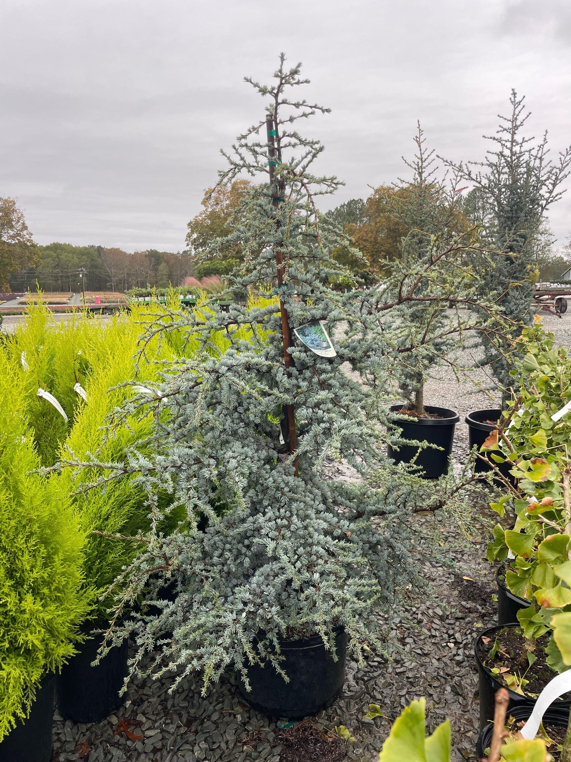 Cedrus Atlantica 'horstmann' - View 16 from www redcrocus com