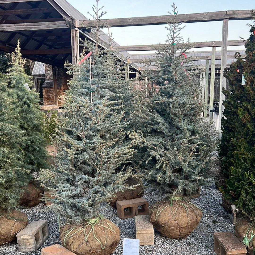 Cedrus Atlantica 'horstmann' - View 17 from www redcrocus com