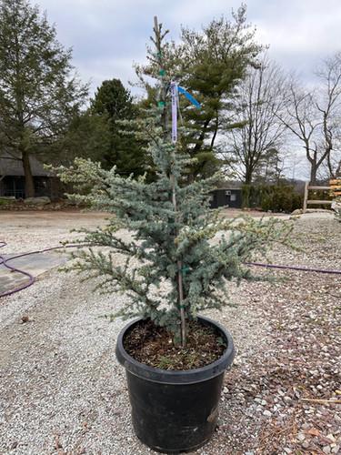 Cedrus Atlantica 'horstmann' - View 19 from www redcrocus com